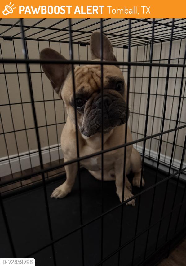 Found/Stray Male Dog last seen Boudreaux, Tomball, TX 77375