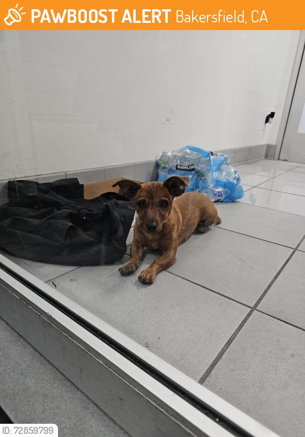 Found/Stray Male Dog last seen wible and Pacheco rd, Bakersfield, CA 93304