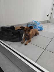 Found/Stray Male Dog last seen wible and Pacheco rd, Bakersfield, CA 93304
