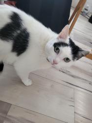 Lost Female Cat last seen 2nd street and Laguna st, Chula Vista, CA 91910