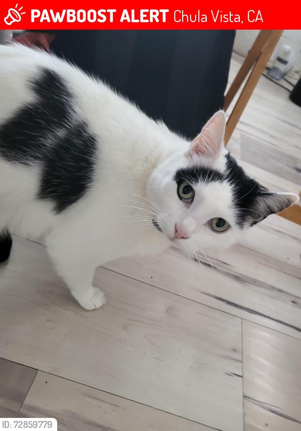 Lost Female Cat last seen 2nd street and Laguna st, Chula Vista, CA 91910