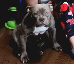 Lost Female Dog last seen Loudon Park, Roanoke, VA 24017