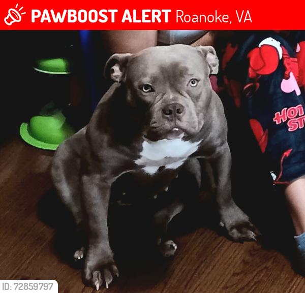 Lost Female Dog last seen Loudon Park, Roanoke, VA 24017