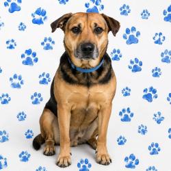 Shelter Stray Male Dog last seen , Memphis, TN 38133