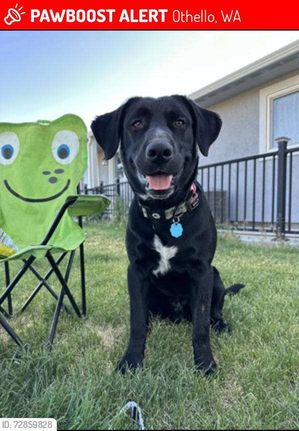 Lost Male Dog last seen Near W Lee Rd, Othello, WA 99344