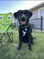 Lost Male Dog last seen Near W Lee Rd, Othello, WA 99344