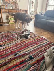 Lost Male Dog last seen Near kids palace park in Lawrence , Lawrence, MI 49064