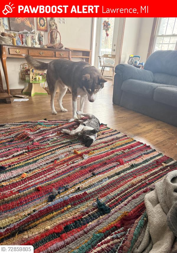 Lost Male Dog last seen Near kids palace park in Lawrence , Lawrence, MI 49064