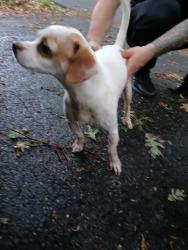 Found/Stray Female Dog last seen Thornton road, Austell, GA 30122