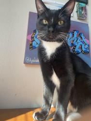 Lost Female Cat last seen Madison and Magnolia , Riverside, CA 92504