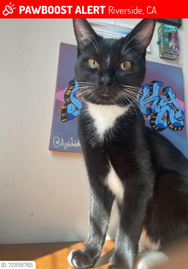 Lost Female Cat last seen Madison and Magnolia , Riverside, CA 92504