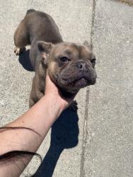 Found/Stray Unknown Dog last seen Kelley drive , Stockton, CA 95209