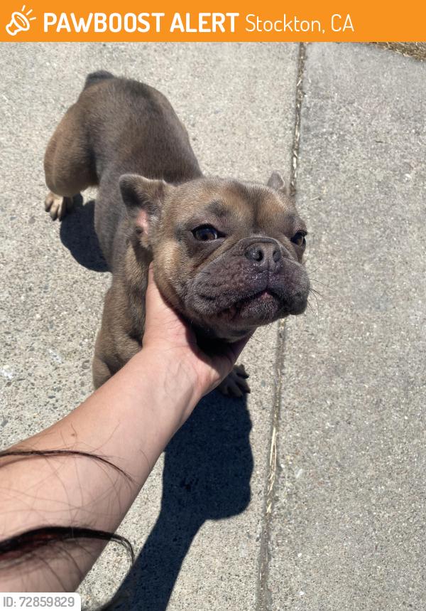 Found/Stray Unknown Dog last seen Kelley drive , Stockton, CA 95209