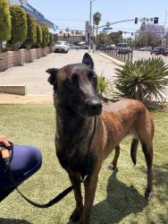 Found/Stray Female Dog last seen North Mission road and Cesar Chavez , Los Angeles, CA 90033