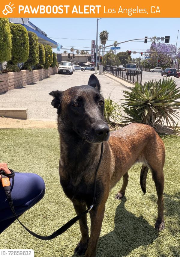 Found/Stray Female Dog last seen North Mission road and Cesar Chavez , Los Angeles, CA 90033