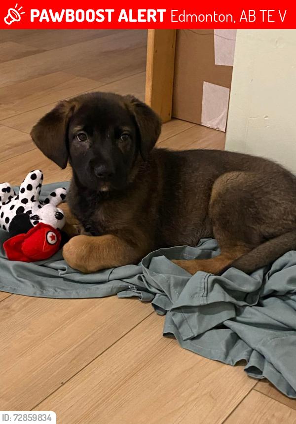 Lost Female Dog last seen 82st and 137ave, Edmonton, AB T5E 2V4