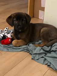 Lost Female Dog last seen 82st and 137ave, Edmonton, AB T5E 2V4