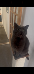 Reunited Male Cat last seen Priory Road, Portsmouth, England PO4