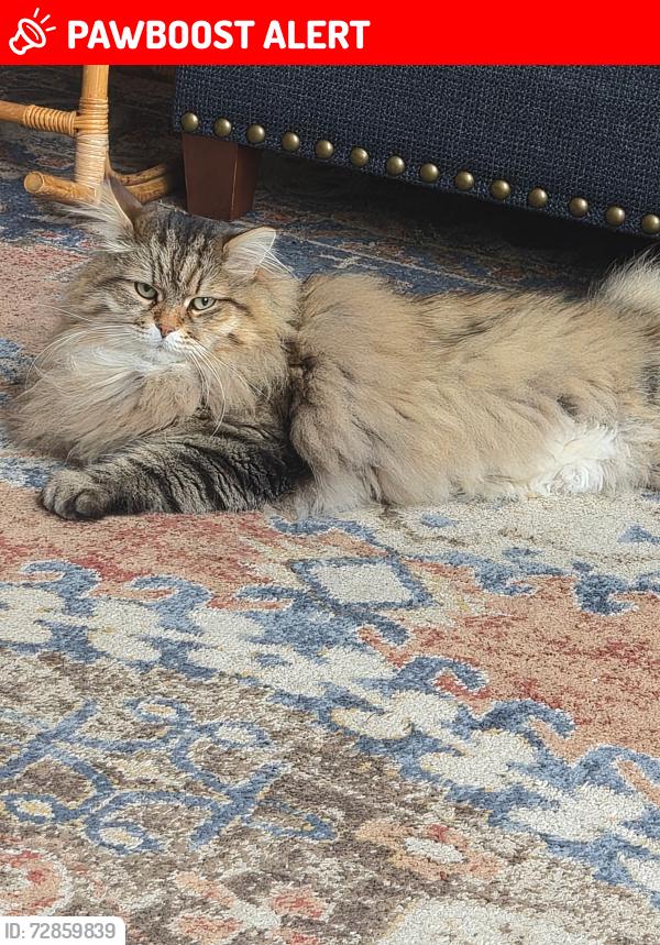Lost Male Cat last seen Horizon View Park, Lake Forest Park, WA 98155