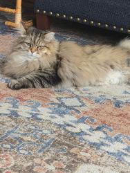Lost Male Cat last seen Horizon View Park, Lake Forest Park, WA 98155