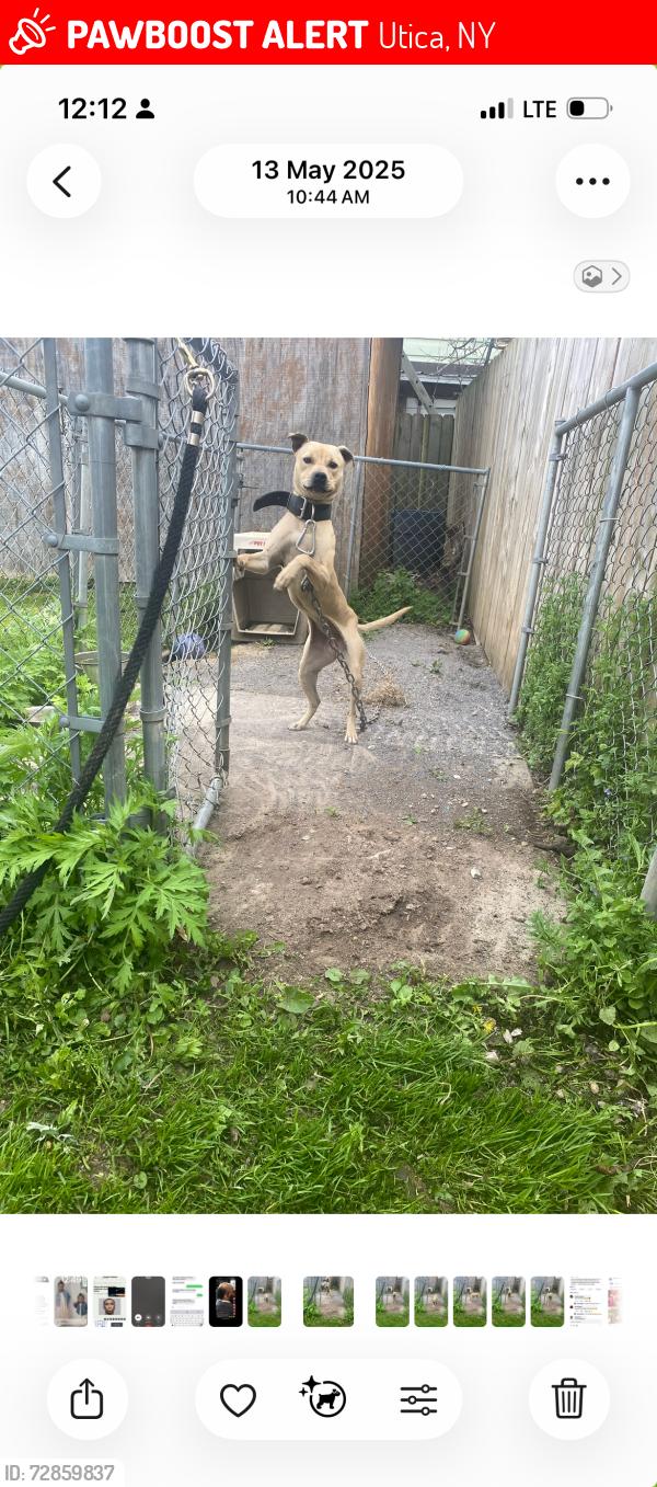Lost Female Dog last seen Albany street, Utica, NY 13501