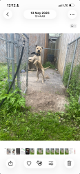 Lost Female Dog last seen Albany street, Utica, NY 13501
