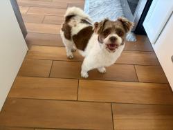 Found/Stray Female Dog last seen Sagewood and Larchwood, Oceanside, CA 92057