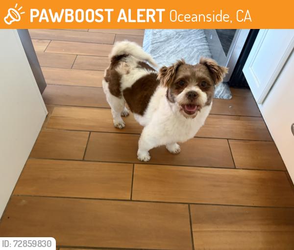 Found/Stray Female Dog last seen Sagewood and Larchwood, Oceanside, CA 92057