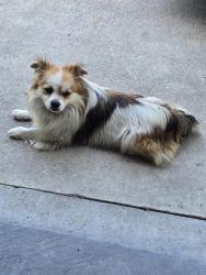 Found/Stray Male Dog last seen Pyrenees and Cherbourg, Stockton, CA 95210
