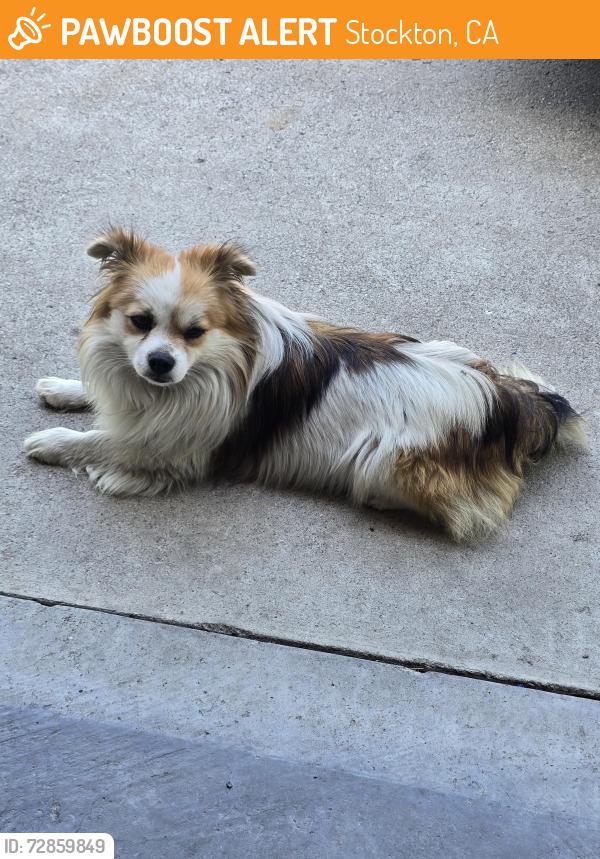 Found/Stray Male Dog last seen Pyrenees and Cherbourg, Stockton, CA 95210