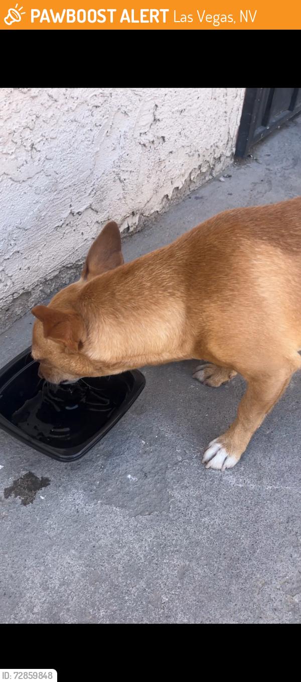 Found/Stray Male Dog last seen Between Tara & Foot Street , Las Vegas, NV 89102