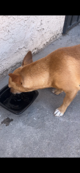 Found/Stray Male Dog last seen Between Tara & Foot Street , Las Vegas, NV 89102