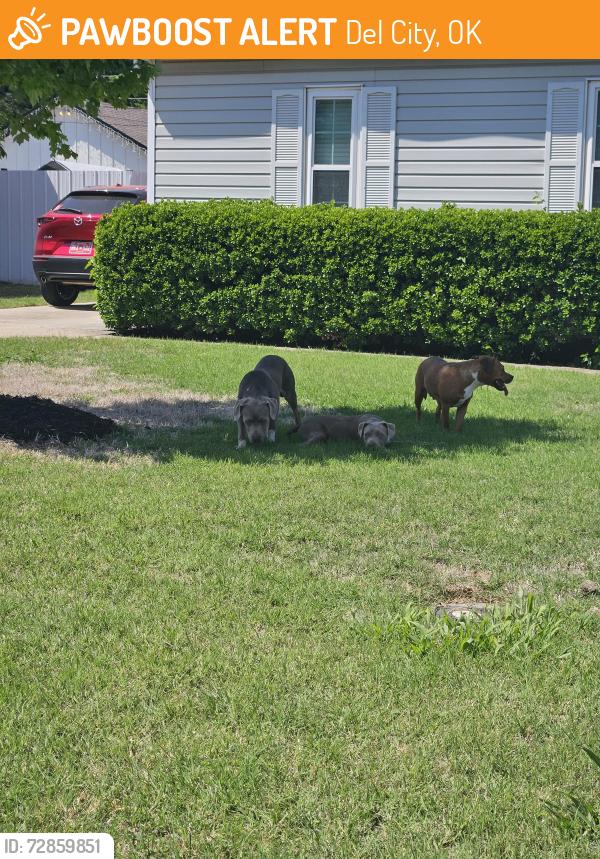 Found/Stray Male Dog last seen 40th and Sunnylane, Del City, OK 73115