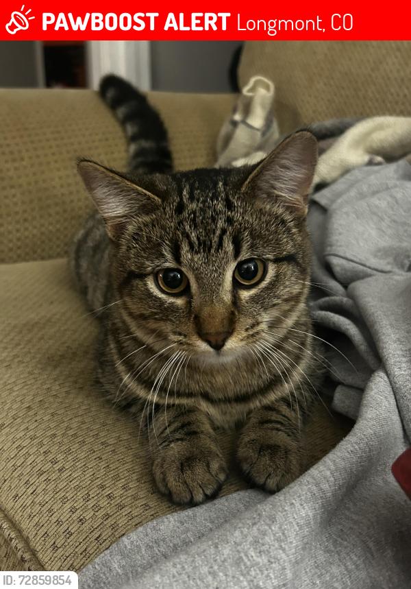 Lost Male Cat last seen Firestone  near police station , Longmont, CO 80504
