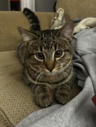 Lost Male Cat last seen Firestone  near police station , Longmont, CO 80504
