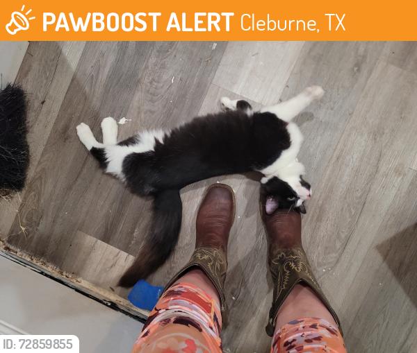 Found/Stray Unknown Cat last seen Barnes rd and Oakdale st, Cleburne, TX 76031
