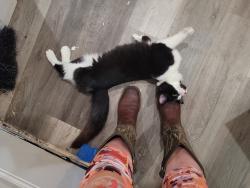 Found/Stray Unknown Cat last seen Barnes rd and Oakdale st, Cleburne, TX 76031