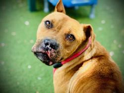 Shelter Stray Male Dog last seen , Orlando, FL 32839