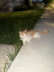 Found/Stray Unknown Cat last seen Wilson and Kedvale , Chicago, IL 60630