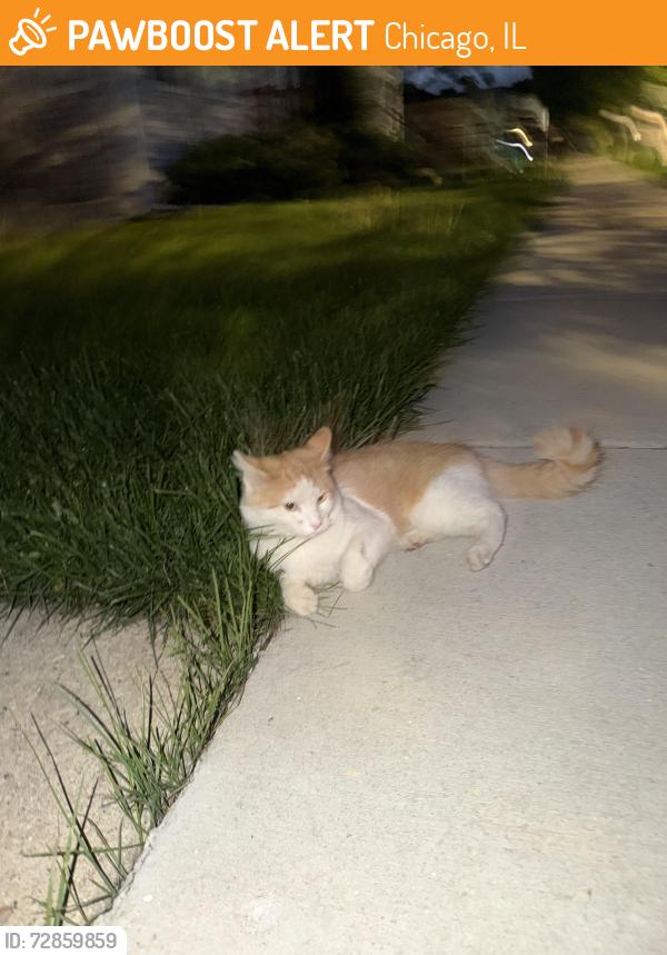 Found/Stray Unknown Cat last seen Wilson and Kedvale , Chicago, IL 60630