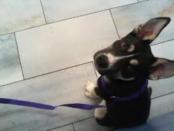 Shelter Stray Male Dog last seen CHARLOTTE, 8315 Byrum Dr, Charlotte, NC 28217, USA