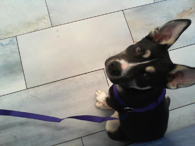 Shelter Stray Male Dog last seen CHARLOTTE, 8315 Byrum Dr, Charlotte, NC 28217, USA