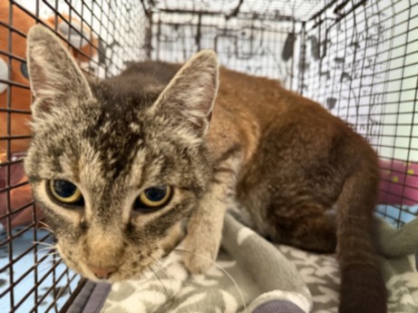 Shelter Stray Female Cat last seen , San Pedro, CA 90731