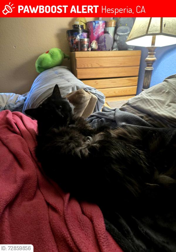 Lost Male Cat last seen Coriander & Whitehaven, Hesperia, CA 92344