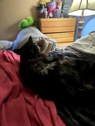 Lost Male Cat last seen Coriander & Whitehaven, Hesperia, CA 92344