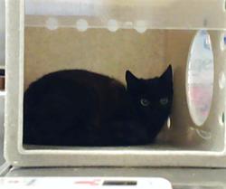 Shelter Stray Female Cat last seen Near BLOCK BEES FERRY DR, FAYETTEVILLE NC 28306, Fayetteville, NC 28306