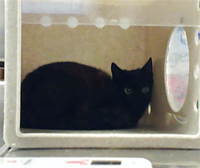 Shelter Stray Female Cat last seen Near BLOCK BEES FERRY DR, FAYETTEVILLE NC 28306, Fayetteville, NC 28306