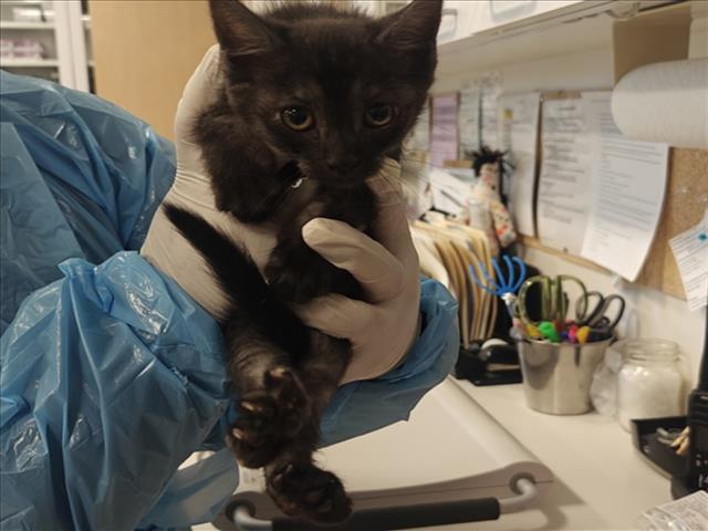 Shelter Stray Female Cat last seen Near BLOCK N PLATTE RD SANTA FE NM 87507, 100 Caja Del Rio Rd, Santa Fe, NM 87507, USA