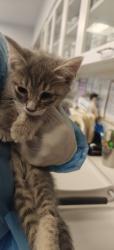 Shelter Stray Female Cat last seen Near BLOCK N PLATTE RD SANTA FE NM 87507, 100 Caja Del Rio Rd, Santa Fe, NM 87507, USA
