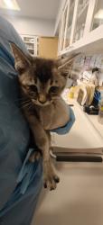 Shelter Stray Male Cat last seen Near BLOCK N PLATTE RD SANTA FE NM 87507, 100 Caja Del Rio Rd, Santa Fe, NM 87507, USA